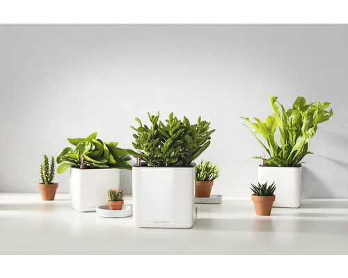 Diverse kamerplanten in potten en plantenbakken op een helder oppervlak.