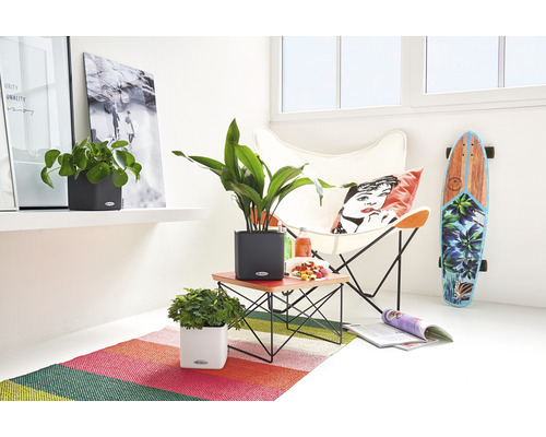 Woonkamer met planten in plantenbakken op een tafel en een plank