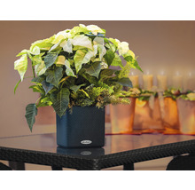 Kerstster in een zwarte plantenbak op een tafel