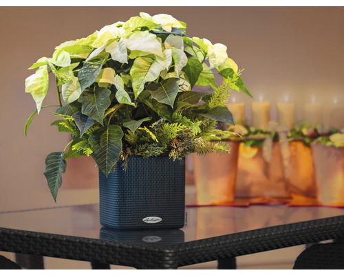 Kerstster in een zwarte plantenbak op een tafel