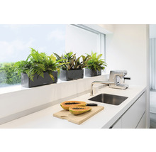 Decoratieve beplanting in plantenbakken op een vensterbank in een moderne keuken.