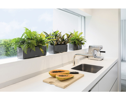 Decoratieve beplanting in plantenbakken op een vensterbank in een moderne keuken.