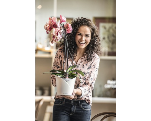 Vrouw houdt een roze bloeiende orchidee in een bloempot vast.