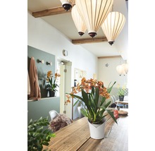 Licht interieur met eettafel, hanglampen en potplanten