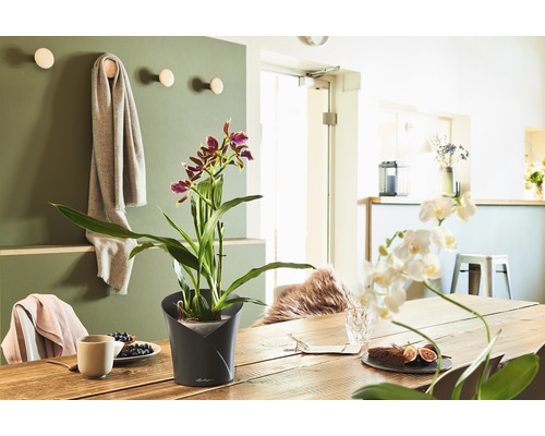 Eettafeldecoratie met potplant en servies in een heldere, vriendelijke sfeer.