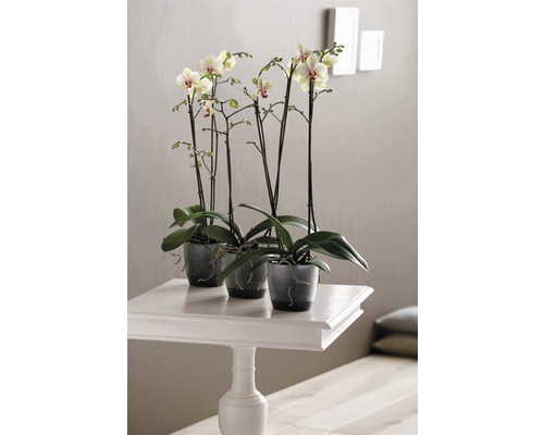 Drie orchideeën in potten op een witte tafel