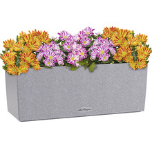 Grijze plantenbak met gele en paarse chrysanten