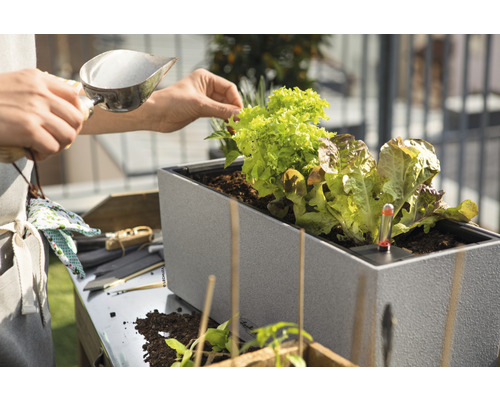 Persoon vult verhoogde tuinbak met slaplanten en thermometer