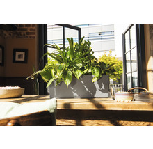 Plantenbak met planten op een houten tafel voor een raam