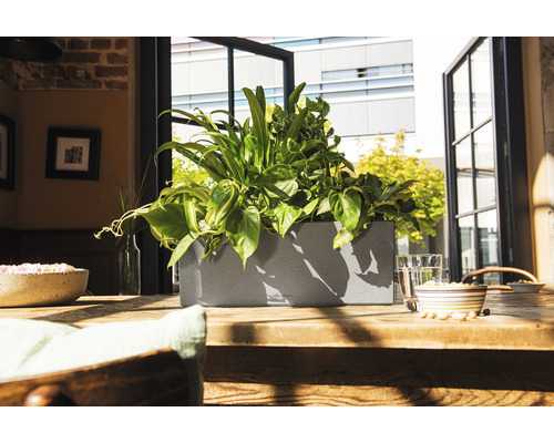 Plantenbak met planten op een houten tafel voor een raam