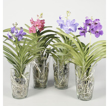 Vanda-orchideeën in glazen vazen met verschillende bloemkleuren.
