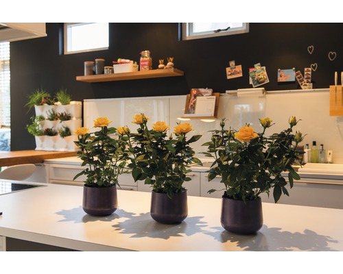 Drie gele rozen in potten op een aanrecht.