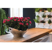 FLORASELF Roos regina d.roze Ø13 cm H30-40 cm