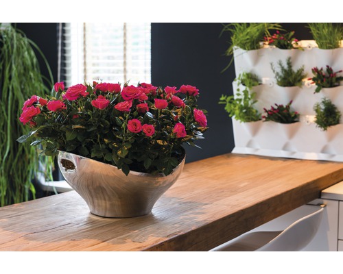 Tafeldecoratie met rozen in zilverkleurige pot en wandbeplanting