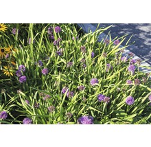 FLORASELF Bieslook Allium senescens Ø 11 cm