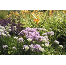 FLORASELF Bieslook Allium senescens Ø 11 cm