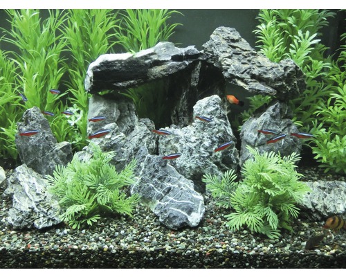Decoratief aquarium met rotsen, planten en vissen