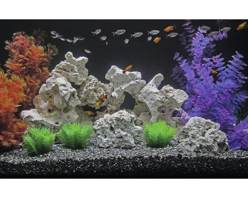 Decoratief aquarium met stenen, planten en vissen