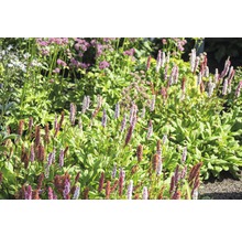 Close-up van een tuin met bloeiende vaste planten
