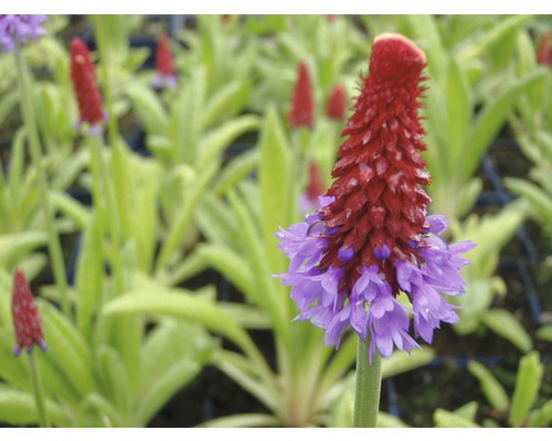 Close-up van een scharlaken sleutelbloem in de tuin.