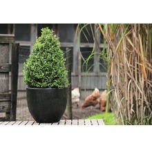 Kegelvormige buxus in een plantenbak op een houten terras
