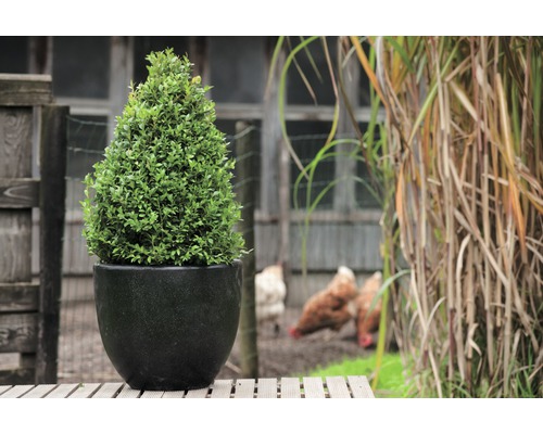 Kegelvormige buxus in een plantenbak op een houten terras