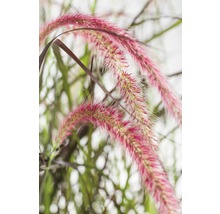 FloraSelf Lampenpoetsersgras Pennisetum x advena 'Rubrum' potmaat Ø 22 cm H 20-80 cm
