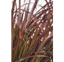 FloraSelf Lampenpoetsersgras Pennisetum x advena 'Rubrum' potmaat Ø 22 cm H 20-80 cm
