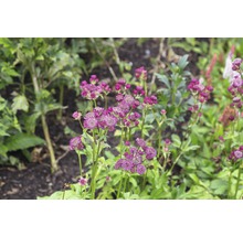 FLORASELF Zeeuws knoopje Astrantia major Ø 11 cm