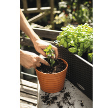 Iemand plant een muntplant in een pot op een tuintafel, naast een plantenbak met basilicum.