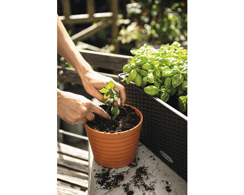 Iemand plant een muntplant in een pot op een tuintafel, naast een plantenbak met basilicum.