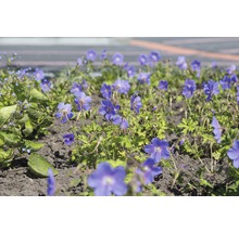 Close-up van blauwe ooievaarsbekbloemen in een tuinperk.