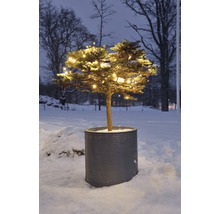 Boom met lichtslingers in een plantenbak in de winter