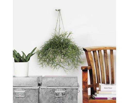 Scene met een hangende rhipsalis, een cactus in pot, metalen kisten en een houten stoel.