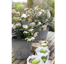 FLORASELF Kerstroos Helleborus viridis 'Winterbell' potmaat Ø 17,0 cm