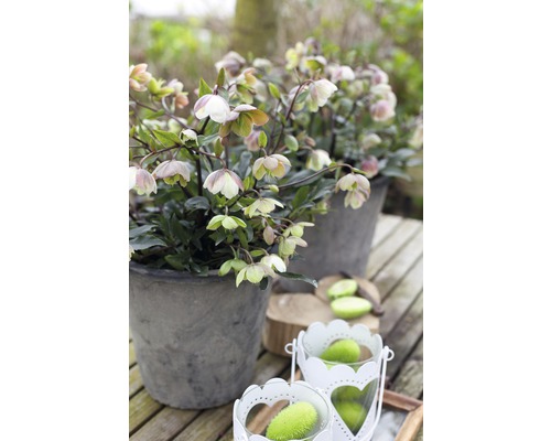 Twee grijze bloempotten met kerstrozen op een houten tafel.