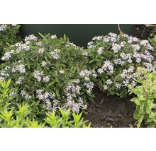 Asterstruik met kleine, witte bloemen in de tuin.