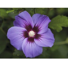 Close-up van een enkele blauwe hibiscusbloem met donker centrum.