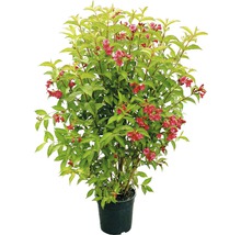 FLORASELF® Weigelia Weigela florida 'Bristol Ruby'