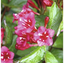 FLORASELF® Weigelia Weigela florida 'Bristol Ruby'