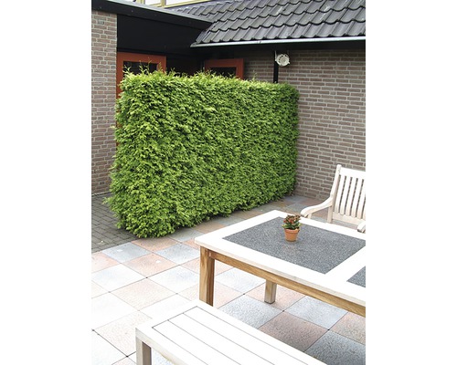 Privacyhaag van Thuja naast terras met tafel en stoelen