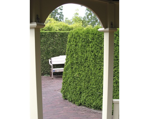 Tuinzicht door een boog met haag en bank