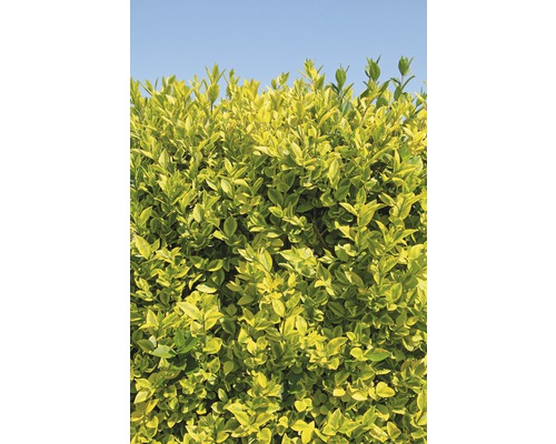 FLORASELF Liguster Ligustrum ovalifolium 'Aureum' potmaat Ø 34 cm H 100-110 cm De afbeelding toont een haag met geelgroene bladeren tegen een blauwe lucht.