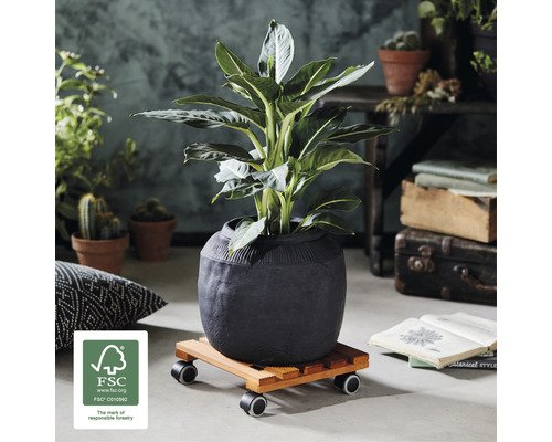 Kamerplant in pot op plantenroller met FSC keurmerk