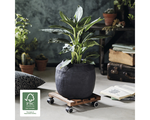 Kamerplant in een pot op een plantenroller met het Forest Stewardship Council logo
