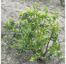 Blauwe bessenstruik met rijpe vruchten en groene bladeren.