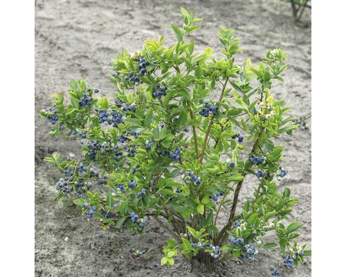 Blauwe bessenstruik met rijpe vruchten en groene bladeren.