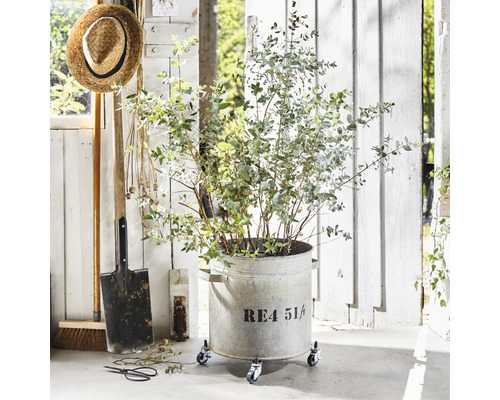 Eucalyptusplant in een plantenbak op wielen met tuingereedschap voor een houten wand