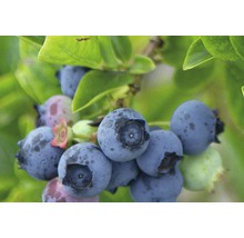 Close-up van blauwe bessen aan de struik