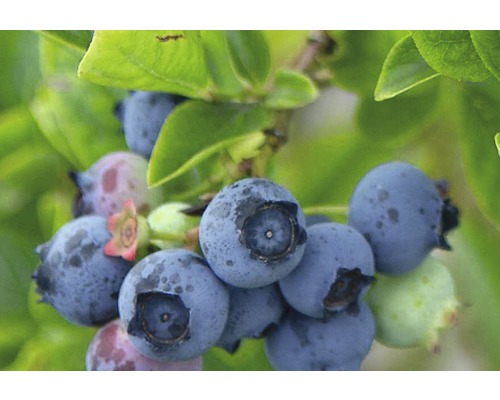 Close-up van blauwe bessen aan de struik